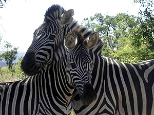 Afrika - Zebras