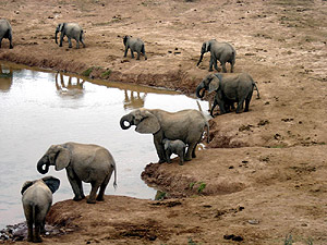Afrika - Elefanten
