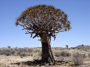 Afrika - Köcherbaum