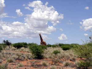 Afrika - Giraffe