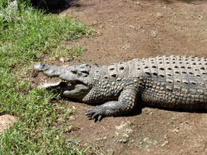 Afrika - Krokodil
