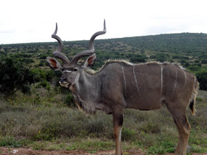 Afrika - Kudu